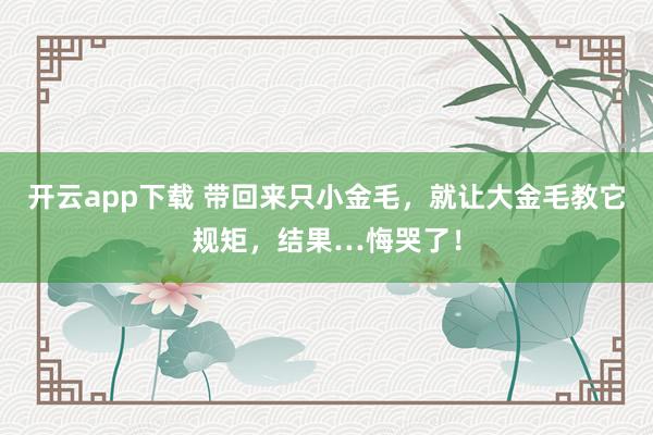 开云app下载 带回来只小金毛，就让大金毛教它规矩，结果…悔哭了！