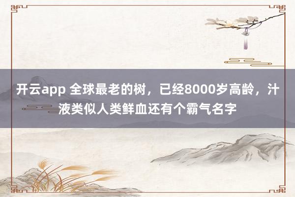 开云app 全球最老的树，已经8000岁高龄，汁液类似人类鲜血还有个霸气名字